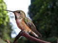 Female Rufous Hummingbird Royalty Free Stock Photo