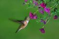 Female rufous Hummingbird Royalty Free Stock Photo
