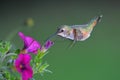 Female rufous Hummingbird Royalty Free Stock Photo