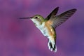 Female rufous Hummingbird