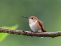 Female rufous hummingbird Royalty Free Stock Photo