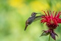 Female Rufous hummingbird hovering and drinking nectar from a bee balm plant. Royalty Free Stock Photo