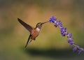 A female Rufous hummingbird