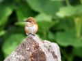 Female Rufous Hummingbird looking left sitting on a granite rock Royalty Free Stock Photo