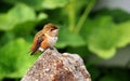 Female Rufous Hummingbird Resting on a Granite Rock Royalty Free Stock Photo