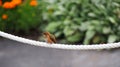 A Female Rufous Hummingbird on a Rope Royalty Free Stock Photo