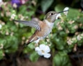 Female Rufous Hummingbird Royalty Free Stock Photo