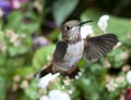 Female Rufous Hummingbird Royalty Free Stock Photo