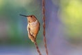 Female Rufous Hummingbird Sitting on a Wire with a Multicolored Background Royalty Free Stock Photo