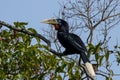 A female rufous-necked hornbill or Aceros nipalensis observed in Latpanchar in West Bengal, India