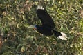 A female rufous-necked hornbill or Aceros nipalensis observed in Latpanchar in West Bengal, India