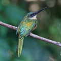 female Rufous-tailed Jacamar (Galbula ruficauda), isolated, perched on a branch, with golden-hued iridescent feathers