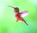 Female rufus hummingbird in flight Royalty Free Stock Photo