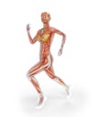 Female runner anatomy