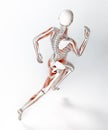 Female runner anatomy