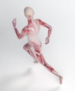 Female runner anatomy