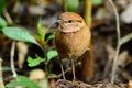 Female rusty-naped pitta Royalty Free Stock Photo