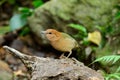 Female rusty-naped pitta Royalty Free Stock Photo