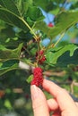 Female`s Finger Touching a Vibrant Red Ripening Mulberry Fruit Royalty Free Stock Photo