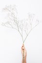 Female`s hand holding branch of gypsophila on white background