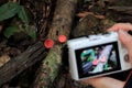 Female`s hand holding a camera for taking picture of Red Cup Mushrooms growing on timber in the rain forest Royalty Free Stock Photo