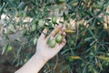 Female`s hand holding an olive tree branch with harvest. Green olives on tree, natural extra virgin olive oil theme