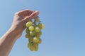 Female`s hand holds bunch of green grape on the background of blue sky Royalty Free Stock Photo