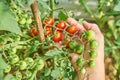 Female`s hands harvesting fresh cherry tomatoes in the garden in a sunny day. Farmer picking organic tomatoes. Vegetable Growing Royalty Free Stock Photo
