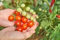 Female`s hands harvesting fresh tomatoes in the garden in a sunny day. Farmer picking organic tomatoes. Vegetable Growing concept Royalty Free Stock Photo