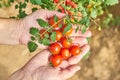 Females hands harvesting fresh tomatoes in the garden in a sunny day. Farmer picking organic tomatoes. Vegetable Growing concept Royalty Free Stock Photo