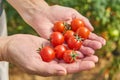 Female`s hands harvesting fresh tomatoes in the garden in a sunny day. Farmer picking organic tomatoes. Vegetable Growing concept Royalty Free Stock Photo