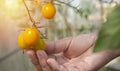 Female's hands harvesting fresh tomatoes in the garden in a sunny day Royalty Free Stock Photo