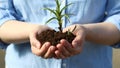 Female's hands holding a small green sprout