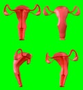 3d Illustration of female reproductive system Section. Human anatomy