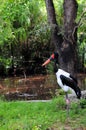 Female Saddle-billed Stork Royalty Free Stock Photo