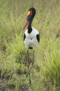 Female Saddle billed Stork, (Ephippiorhynchus senegalensis), Sou