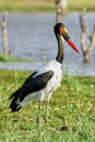 Female Saddle billed stork Royalty Free Stock Photo