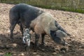 Female Saddleback pig or sow feeding a piglet Royalty Free Stock Photo