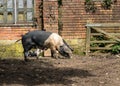 Female Saddleback pig or sow feeding a piglet Royalty Free Stock Photo