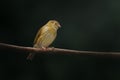 Female Saffron Finch bird