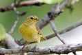 Female Saffron Finch (Sicalis flaveola Royalty Free Stock Photo