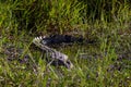Female salt water crocodile hiding among the grass. Animal camouflaged resting at a water pond. Full body picture. Yellow Water Royalty Free Stock Photo
