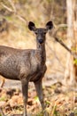 Female Sambar Deer on alert for tigers in the forest in Tadoba Tiger Reserve