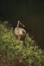 female sambar deer beside creek in khaoyai national park thailand