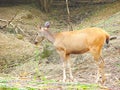 A Female Sambar Deer eating Grass