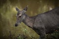 female sambar deer in khaoyai national park thailand