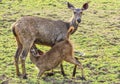 Female sambar deer, Rusa unicolor feeding her fawn in an Indian forest