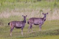 Female Sambar deer(Rusa unicolor )