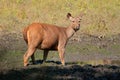 Female sambar deer