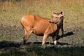 Female sambar deer